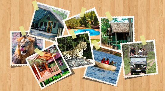 jungle resorts tourism