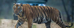 kabini jlr safari