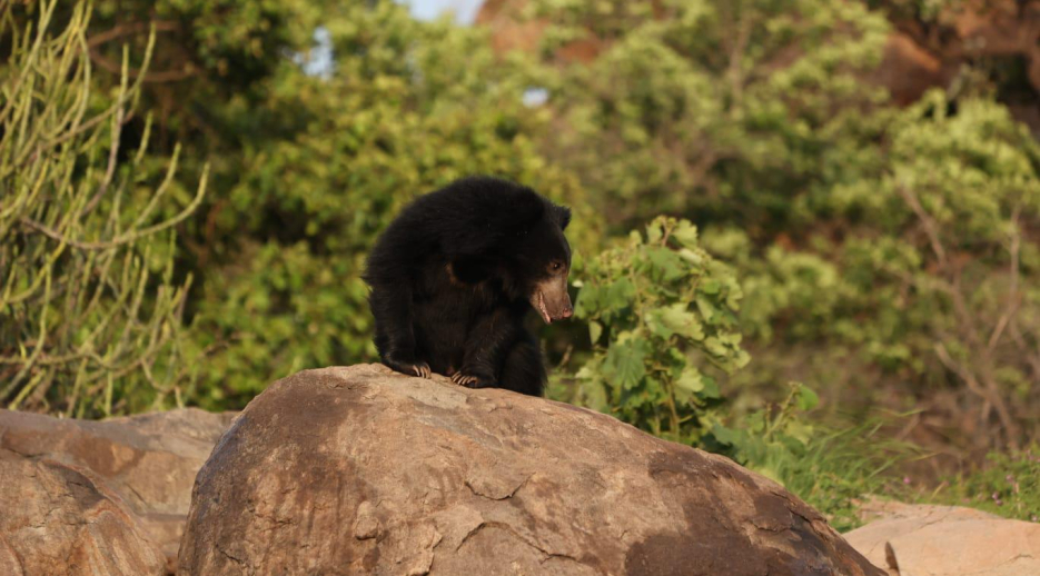 Heritage Resort, Hampi